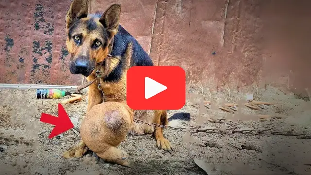 Video thumbnail for Left Without Food or Water, Elderly Cancer-Stricken Dog Fought to Survive