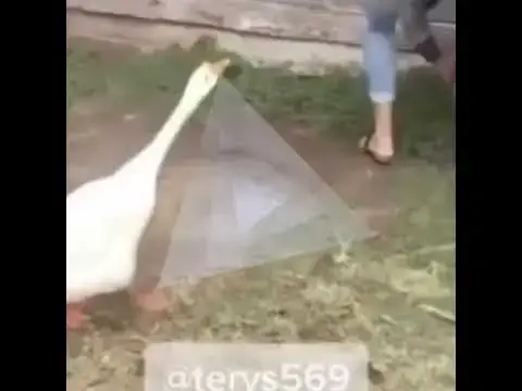 Video thumbnail for The duck is biting the woman | duck funny | cat funny video | duck viral video #shorts