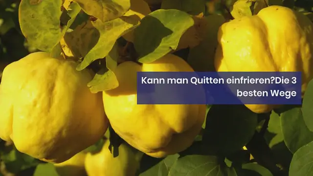 Video thumbnail for Freezing_Quinces_The_3_Best_Methods