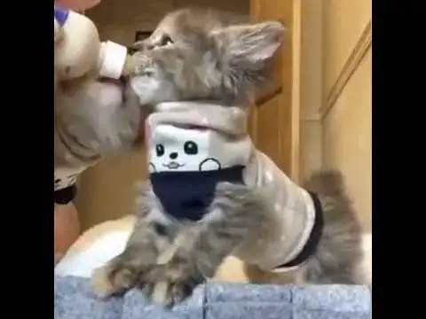 Video thumbnail for Rat and cat funny moment | rat funny | cat funny #shorts