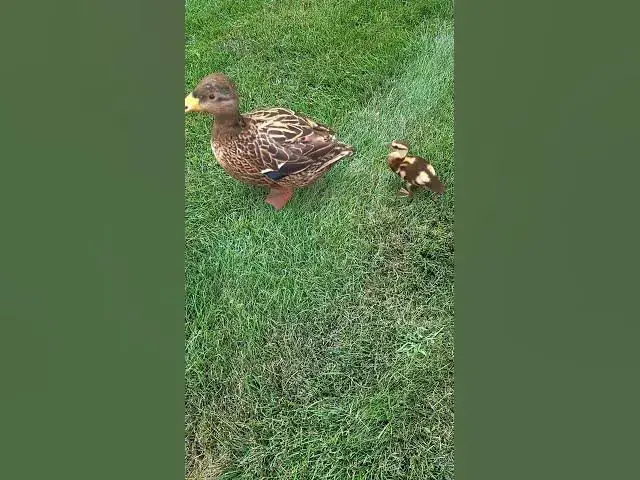 Video thumbnail for #beautiful Duckling with babies They all walk on the grass.