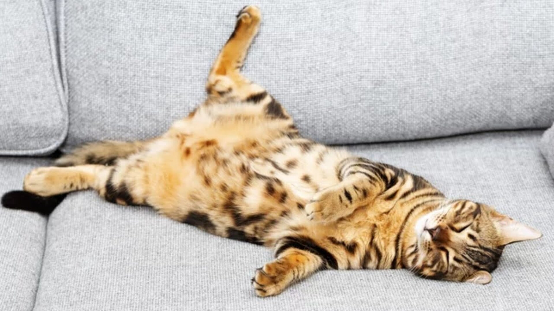 Video thumbnail for Here's Why Cats Really Lie On Their Backs To Greet You