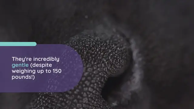 Video thumbnail for All The Newfoundland Colors explained (with pictures!)