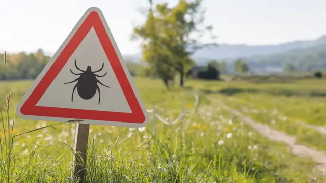 Video thumbnail for How To Repel Ticks With A Simple But Overlooked Solution