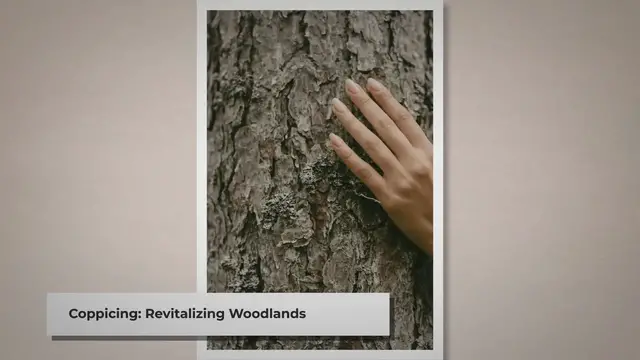 'Video thumbnail for Coppicing Trees 101 - Tree To Timber'