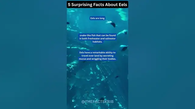 Video thumbnail for 5 Surprising Facts About Eels
