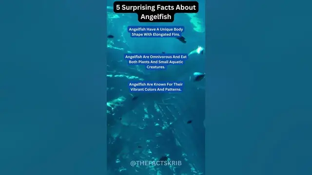 Video thumbnail for 5 Surprising Facts About Angel Fishes
