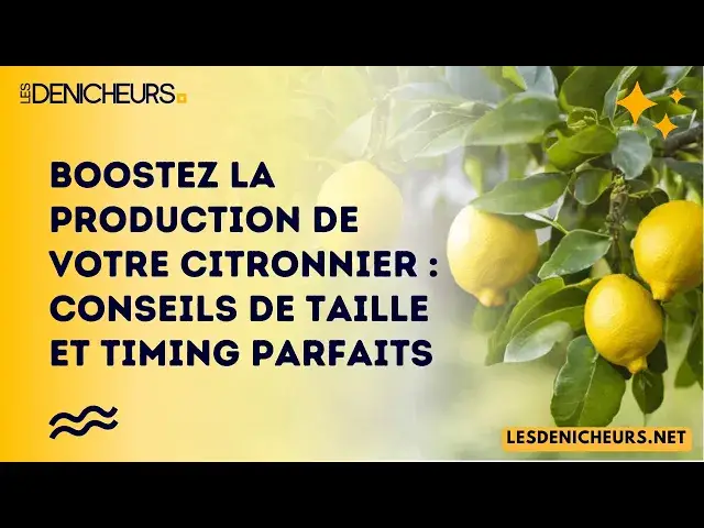 Video thumbnail for Boostez la production de votre citronnier : conseils de taille et timing parfaits