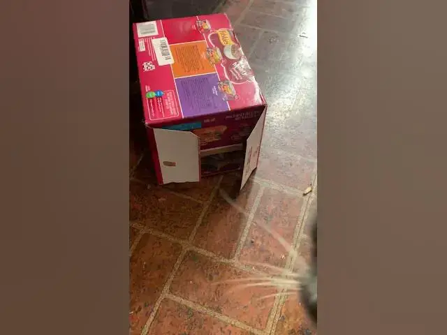 'Video thumbnail for Zander, the Savannah cat stalking Grey Baby #Jack in the box stalker'