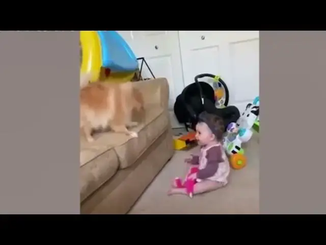 Video thumbnail for The dog is playing with the dolls