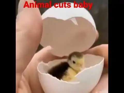Video thumbnail for Animals cuts baby | hence baby in eggs |small baby born | baby life #shorts