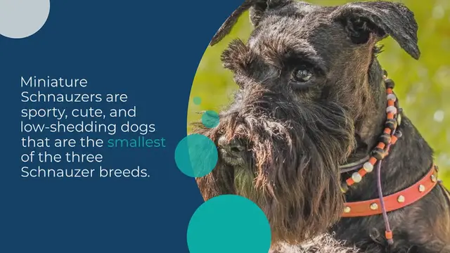 Video thumbnail for All the Miniature Schnauzer Colors (With Pictures!)