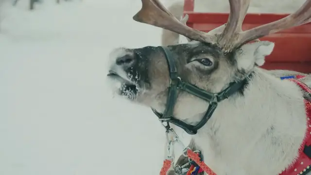 Video thumbnail for Amazing reindeer ride of Santa Claus 🦌🎅 Santa_s Departure for Christmas night for kids Lapland(720P_HD)