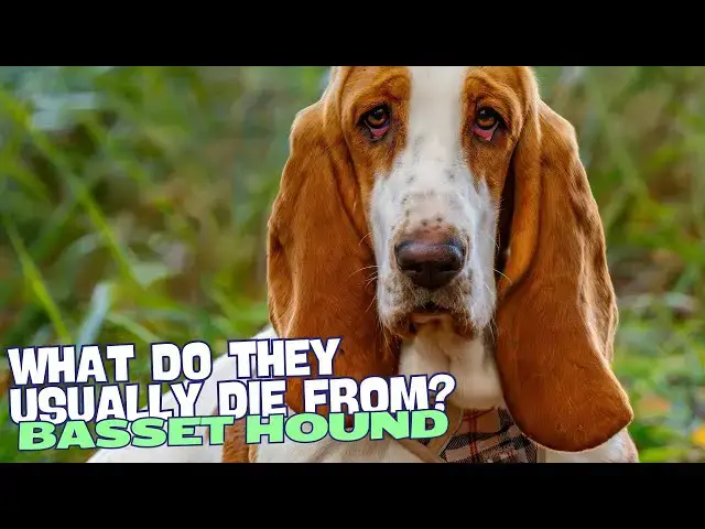 Video thumbnail for What Do Basset Hounds Usually Die From? 🐾