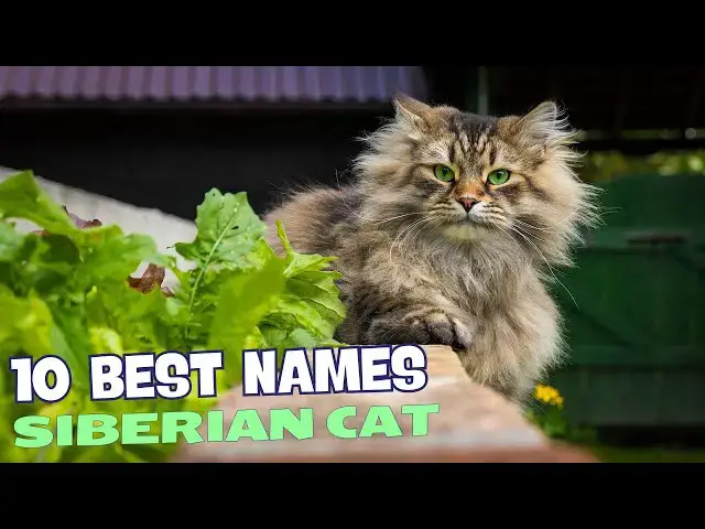 Video thumbnail for 10 Best Names for Siberian Cats 🐾❄️