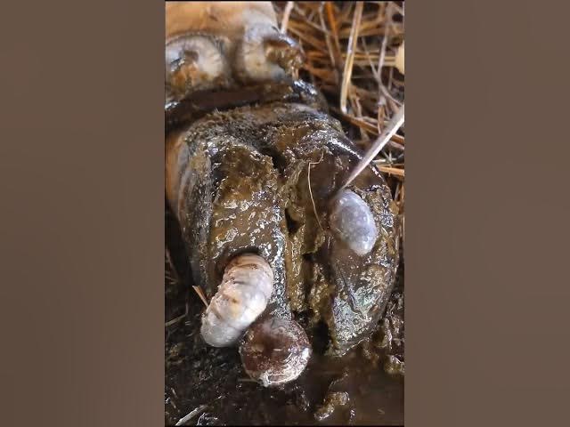Video thumbnail for Professional hoof care tips for healthy cattle! 🐄✨ #satisfying #petcareprovider #farming