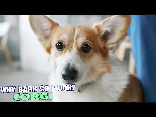Video thumbnail for 🐶 Why Do Corgis Bark So Much? 🐾