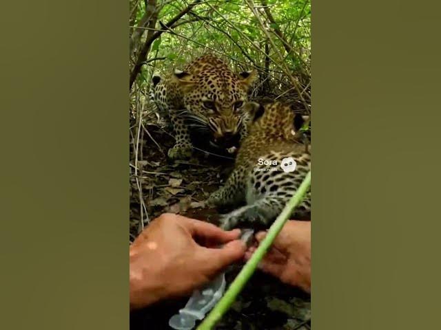 Video thumbnail for Hands Prying Plastic Loop in a Dense Thicket Close