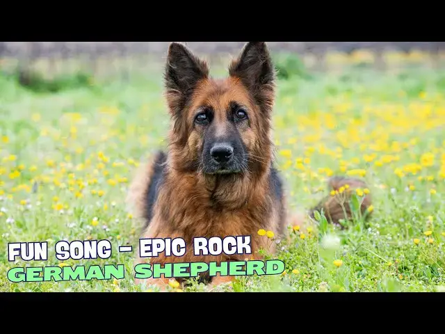 Video thumbnail for 🐾🎶 Shepherd of the Streets🎶🐾