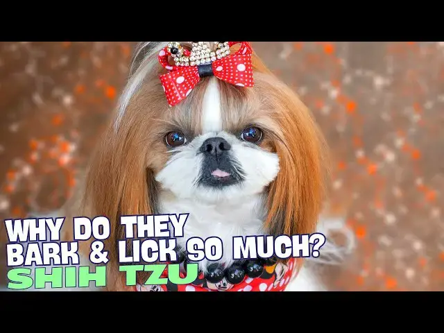 Video thumbnail for Why Do Shih Tzu Bark and Lick So Much? 🐾🗣️👅