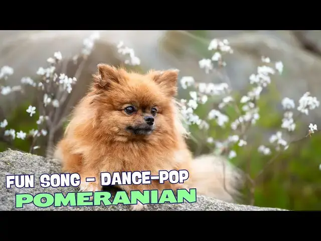 Video thumbnail for 🐾🎶 Strutting Down the Street, Tail in the Air🎶🐾