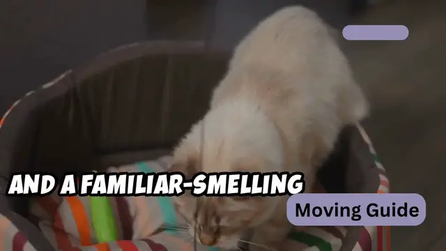 'Video thumbnail for How to Settle Pets into a New Home; 10 Essential Tips for a Stress-Free Transition (720p 30fps)'
