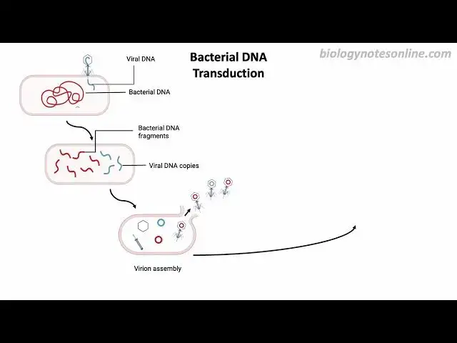 Video thumbnail for Bacterial DNA Transduction