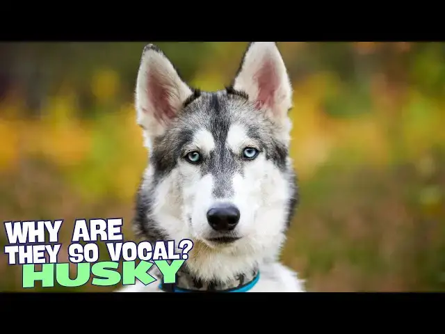 Video thumbnail for Why Are Huskies So Vocal? 🐾🗣️