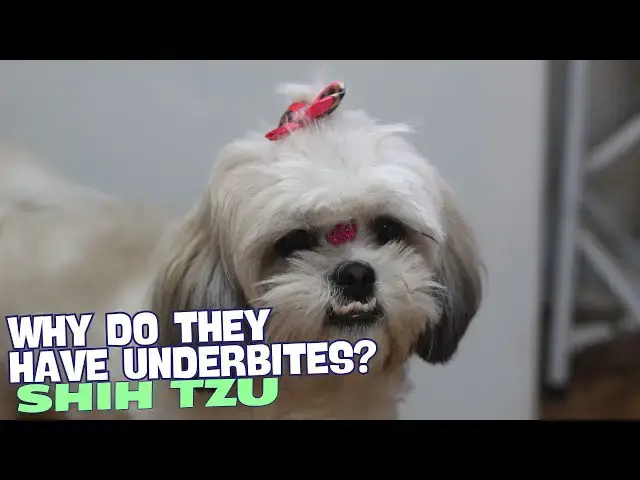 Video thumbnail for Why Do Shih Tzus Have Underbites? 🐾🦷