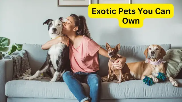 Video thumbnail for Exotic Pets You Can Own: Uncover the Unique World of Exotic Pets!