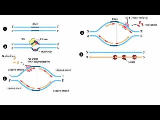 Video thumbnail for Eukaryotic DNA Replication Process
