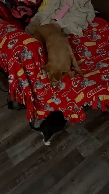 Video thumbnail for Snickers pissing off Prancer