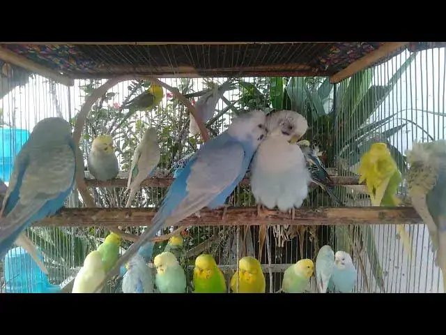 Video thumbnail for インコともっと仲良くなる2分ケア講座❤️🐦