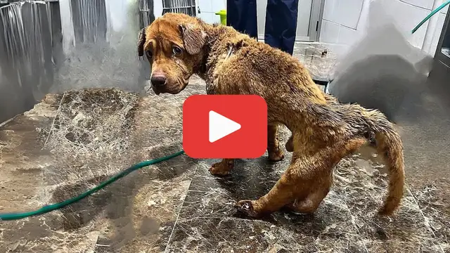 Video thumbnail for Shot in the Back After Begging—A Heartbreaking Act of Betrayal