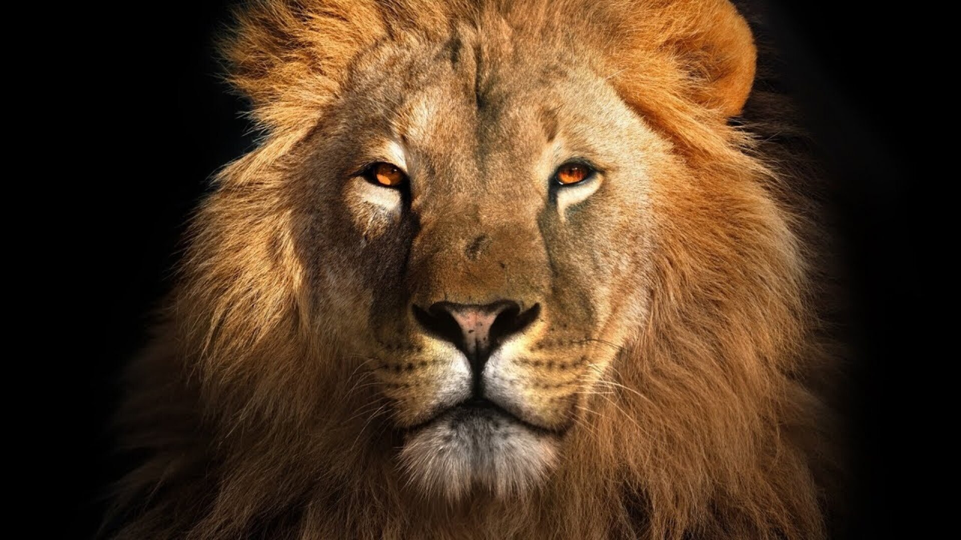 Video thumbnail for The Cat Breed That Is Closest To A Lion