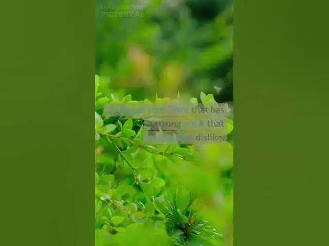 Video thumbnail for Say Goodbye to Mosquito Bites Forever with This Natural Repellent Hacks