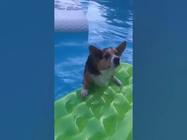 Video thumbnail for Czy pies może jeść cebulę? #shorts