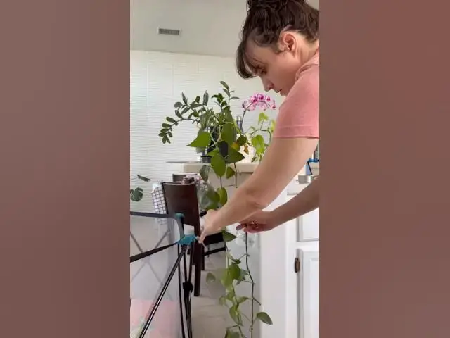 'Video thumbnail for Reviving Droopy Pothos! 馃尡 #pothos #plantlife #houseplants #viningplants'