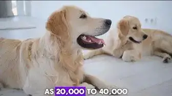 Video thumbnail for "Funny Dogs Puns and Jokes Compilation: Get Ready to Laugh Non-Stop!"