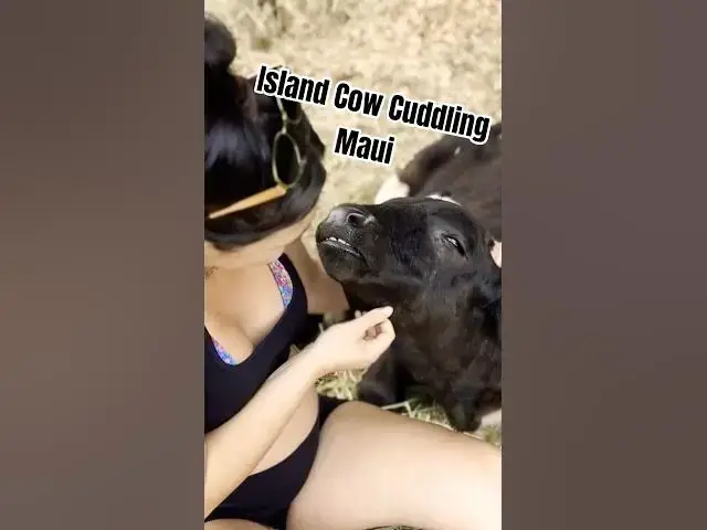 Video thumbnail for Island Cow Cuddles | Road To Hana Maui 🐄