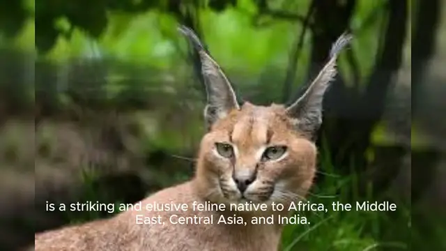 Video thumbnail for Caracal Cat
