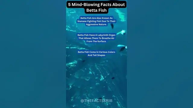 Video thumbnail for 5 Mind-Blowing Facts About Betta Fish