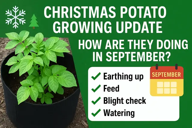 'Video thumbnail for 🥔🎄 Christmas Potato Growing Update | How Are They Doing in September? 🌱'