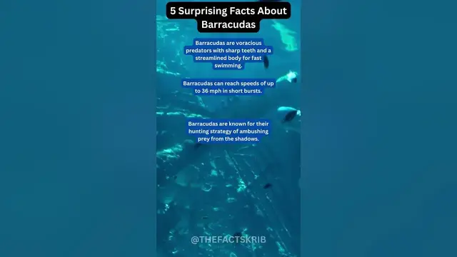 Video thumbnail for 5 Surprising Facts About Barracudas