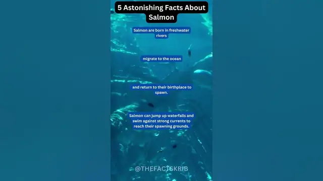 Video thumbnail for 5 Astonishing Facts About Salmon