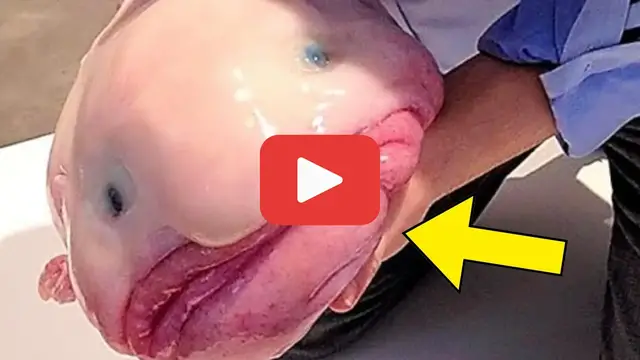 Video thumbnail for What He Found in His Toilet Wasn’t a Fish—It Was Unbelievable