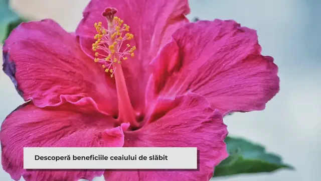 Video thumbnail for Explorând lumea ceaiurilor de slăbit