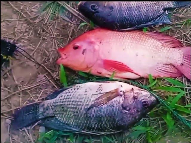 Video thumbnail for SPOT MANCING IDAMAN ISINYA BABON SEMUA