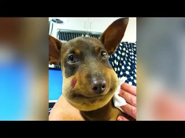 'Video thumbnail for He Thought the Dog Was Stung by a Bee — But the Vet Yelled "We Have a Problem" After the CT Scan'