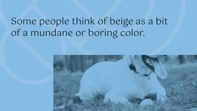 Video thumbnail for 10 beautiful beige-colored dogs